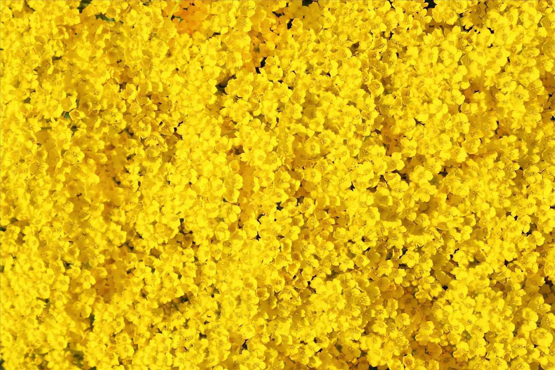 Vivid Yellow Aesthetic Flower Desktop Background