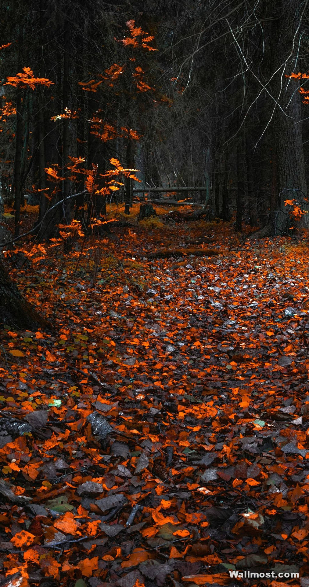 Vivo Y11 Autumn Leaves Background