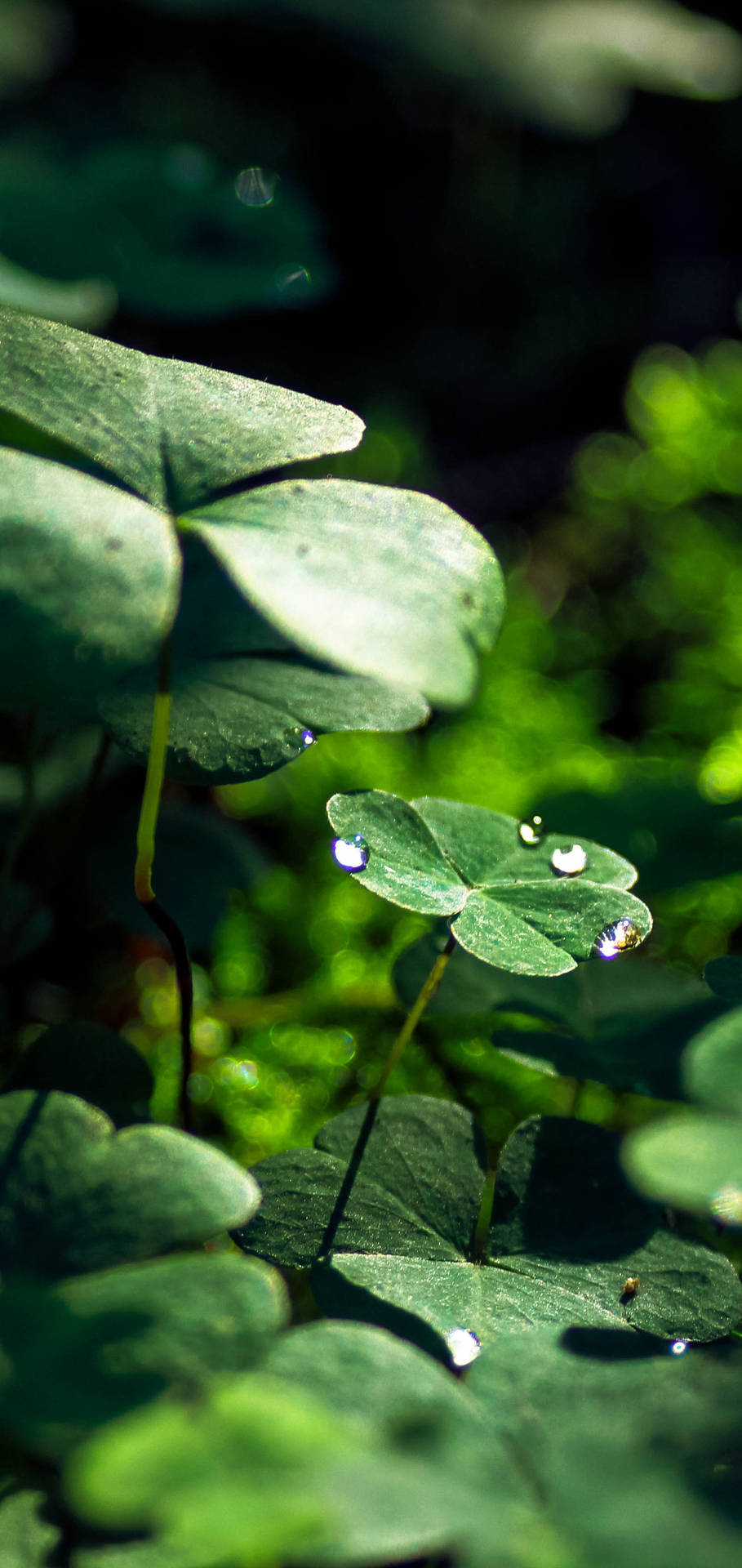 Vivo Y11 Clover Leaves Background