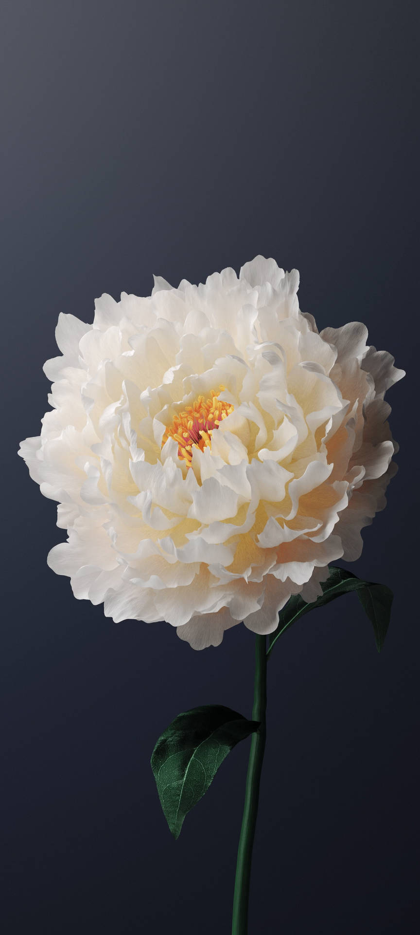 Vivo Y11 White Peony Flower Background