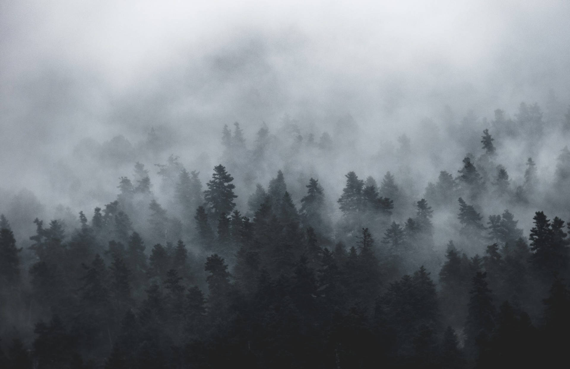 Volatile Foggy Forest Aerial View Background