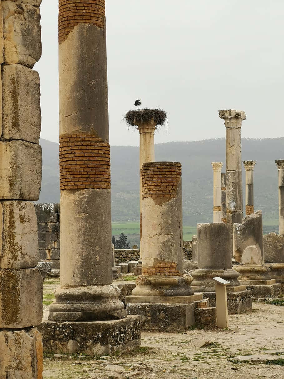 Volubilis Mobile Broken Columns Background