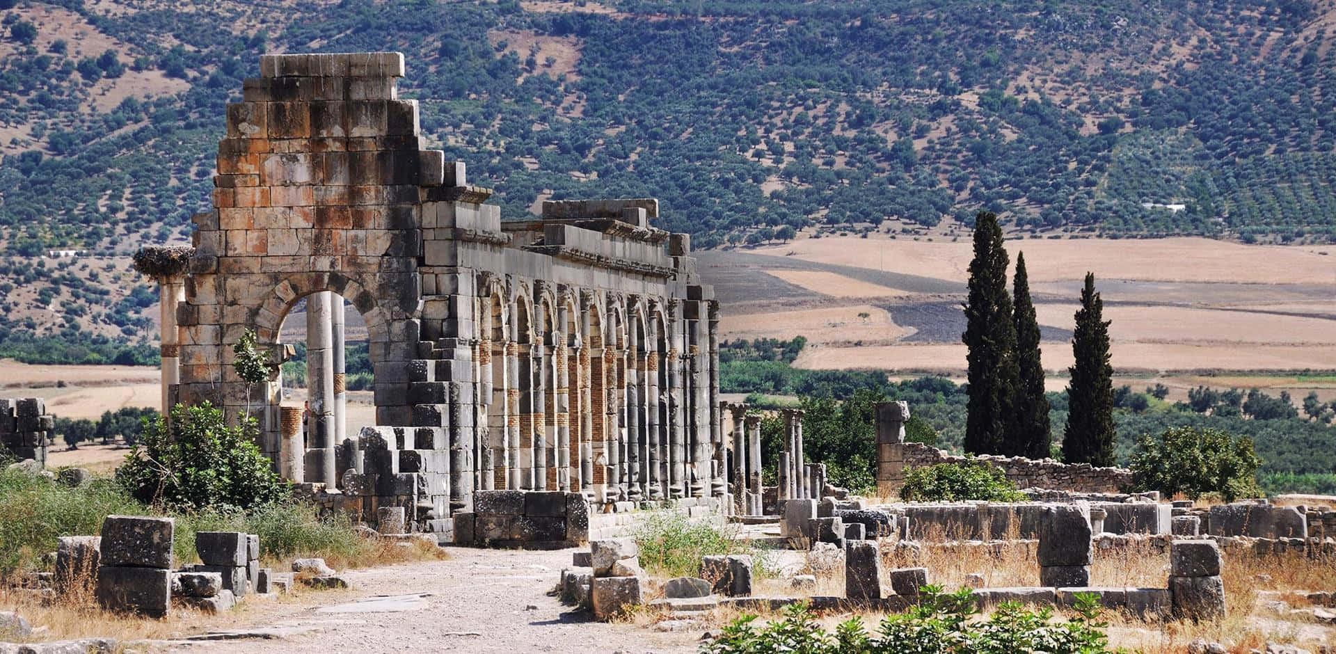 Volubilis Trees And Scenery Background
