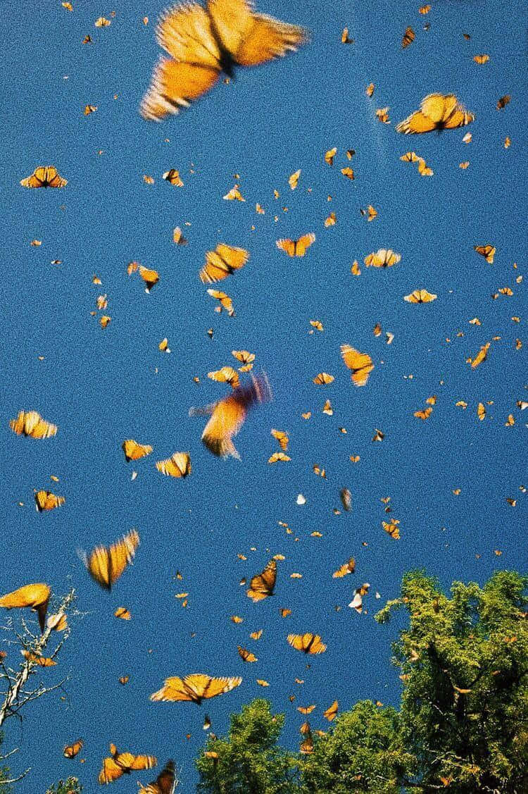 Vsco Butterflies In The Sky Background