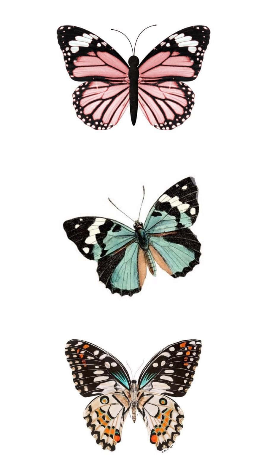 Vsco Butterflies In Three Colors Background
