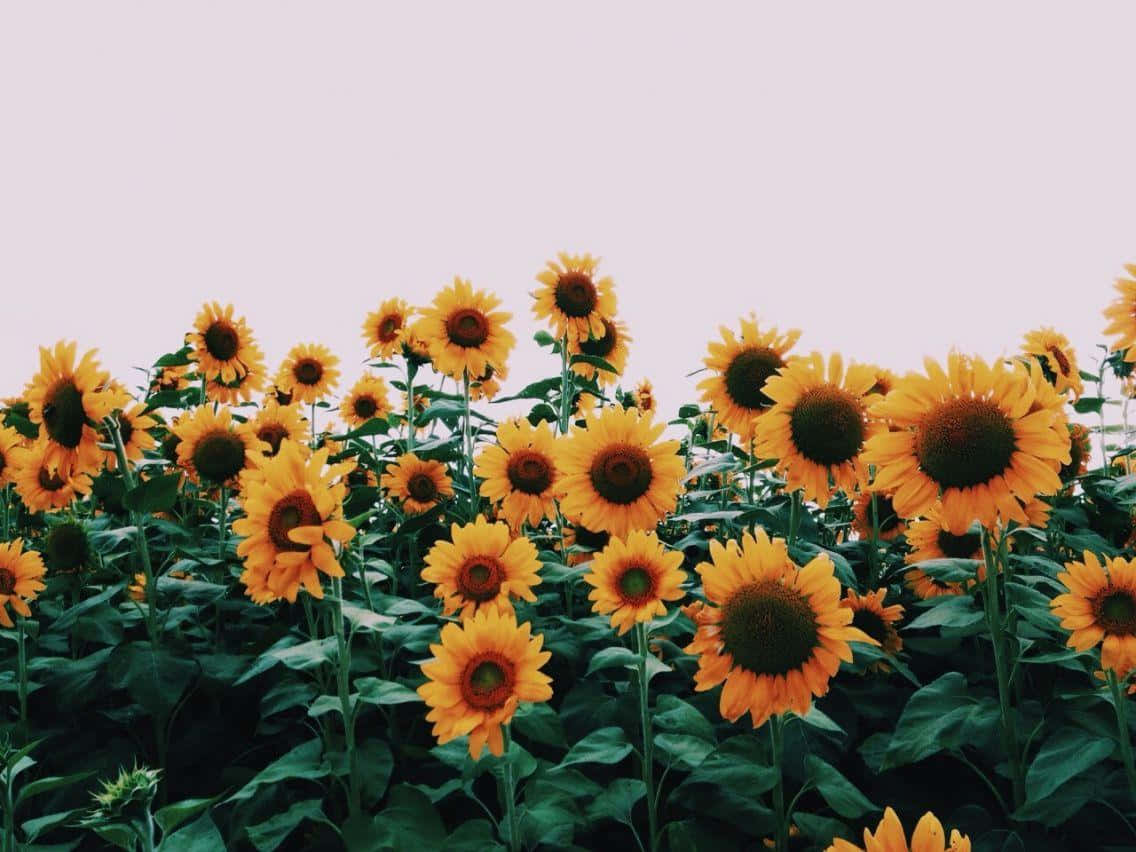 Vsco Laptop Sunflower Field Background