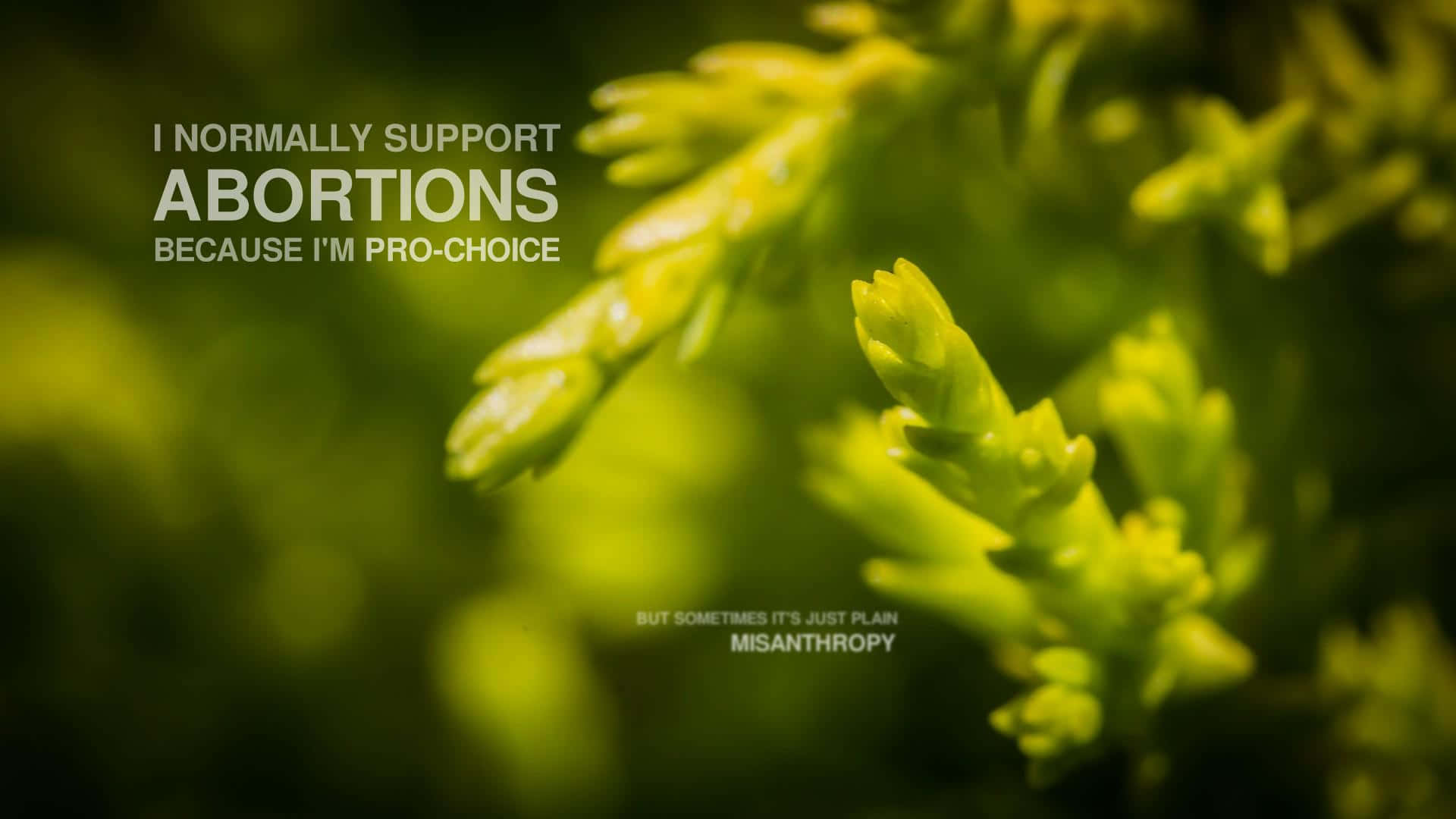 Vulgar Quote About Abortion [wallpaper] Background