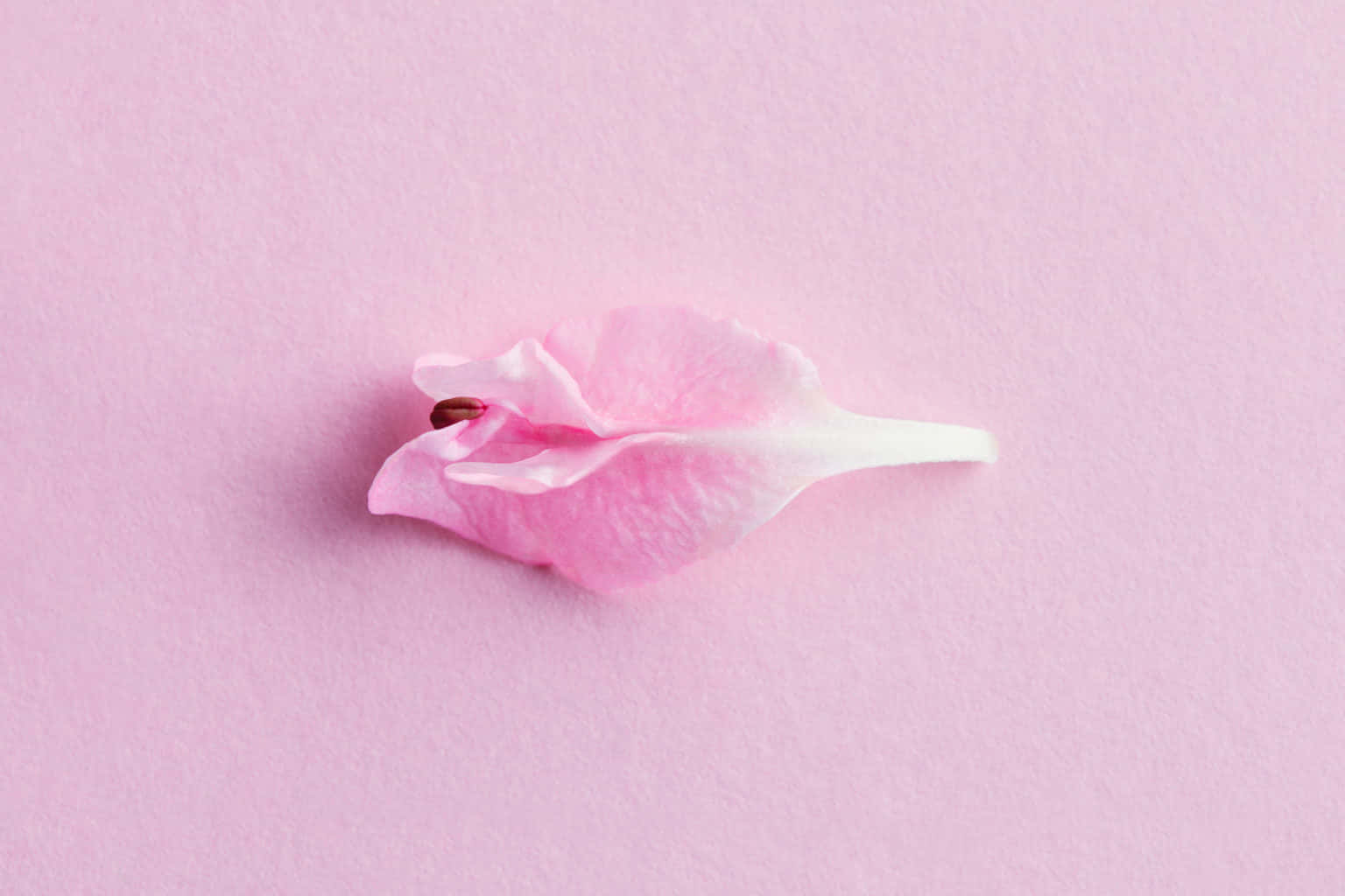 Vulnerable Pink Flower Background