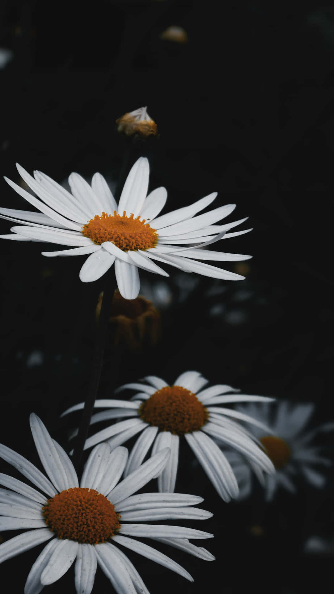 Vulnerable White Flowers Background