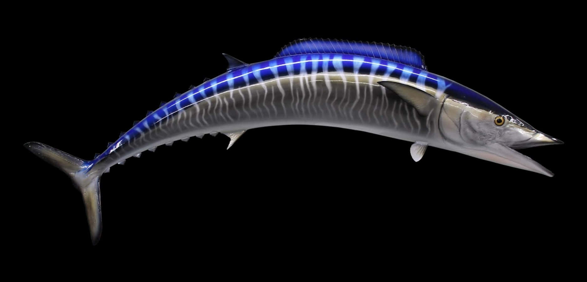 Wahoo Fish Black Background Background