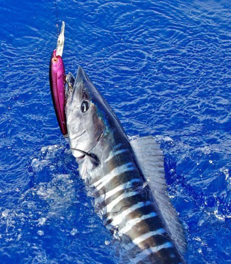 Wahoo Fish Caughton Lure Background