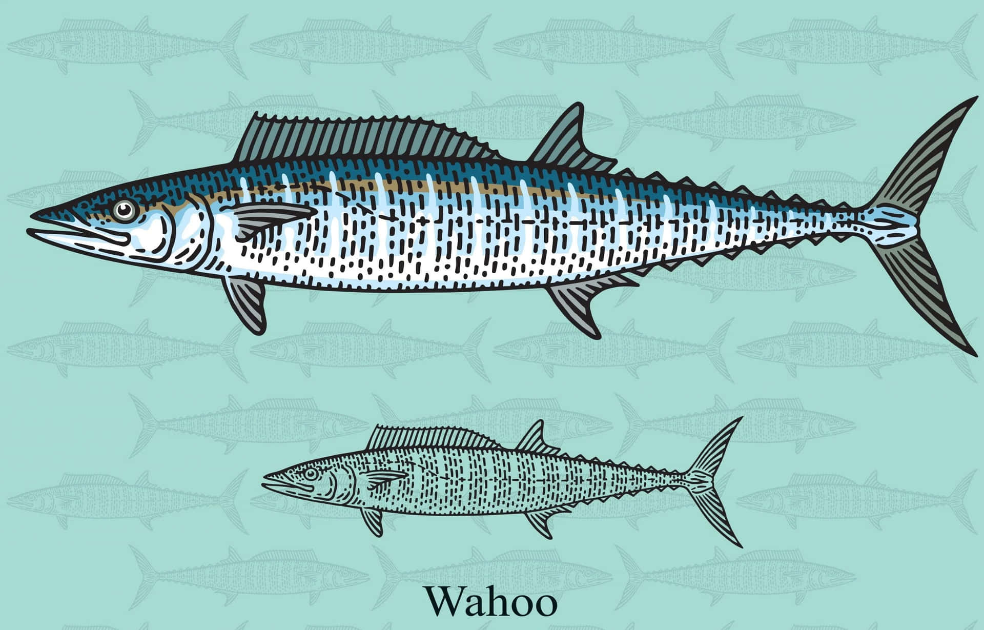 Wahoo Fish Illustration