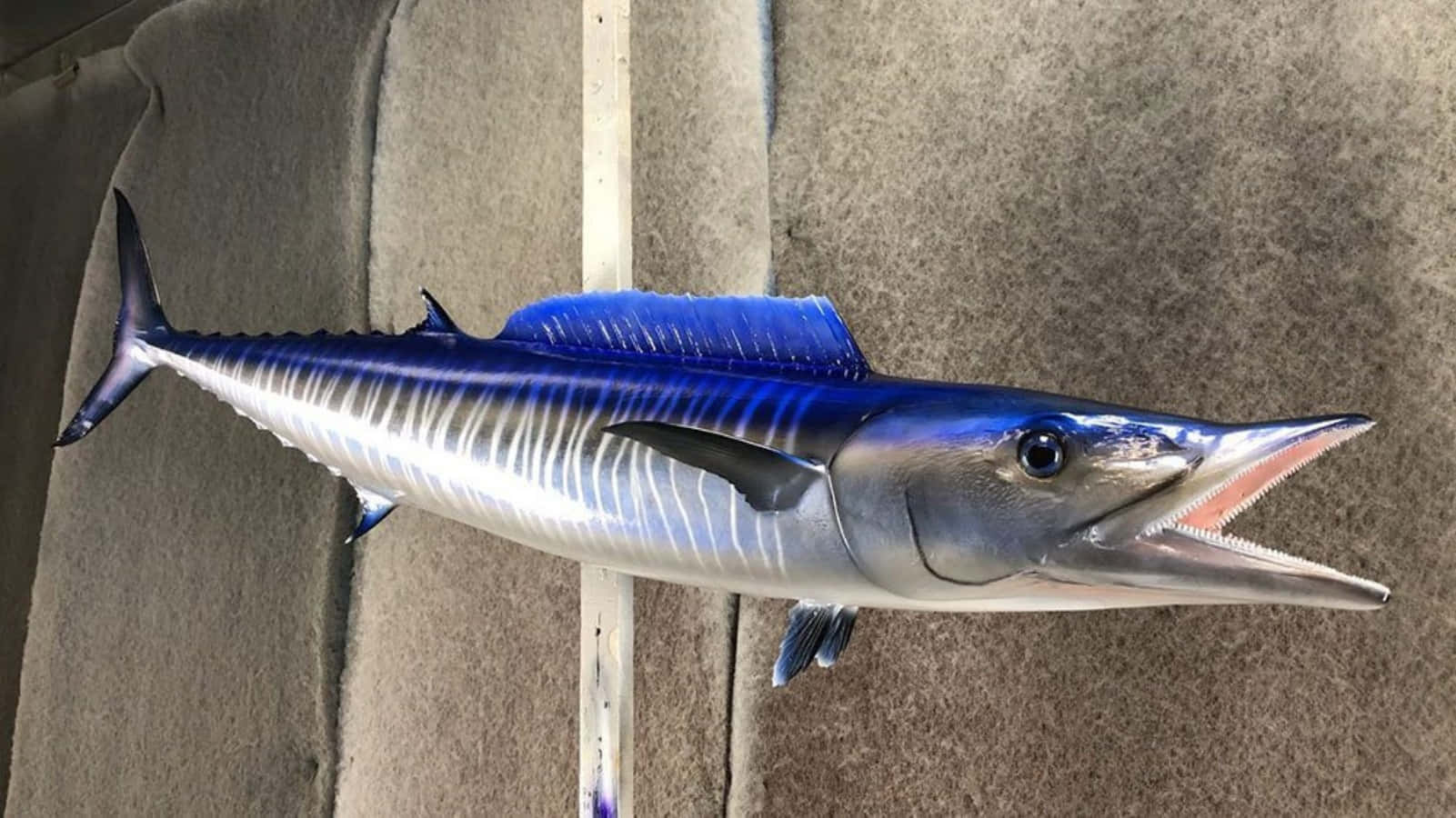 Wahoo Fish On Boat Deck Background