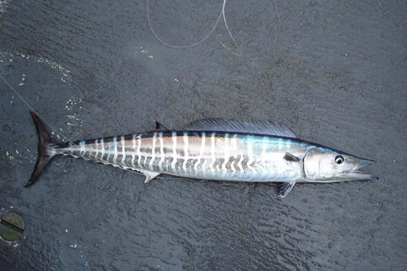 Wahoo Fish On Wet Sand.jpg Background