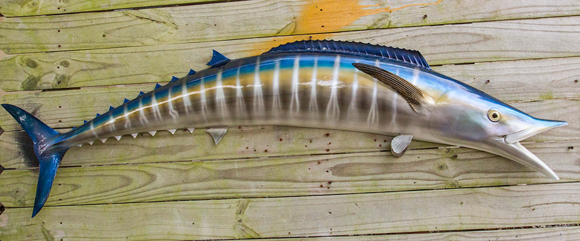 Wahoo Fish On Wooden Deck Background