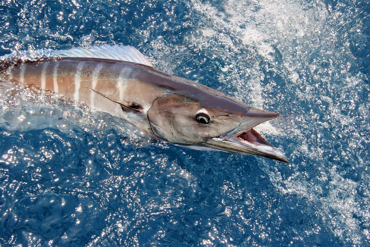 Wahoo Fish Swimming Surface Water.jpg