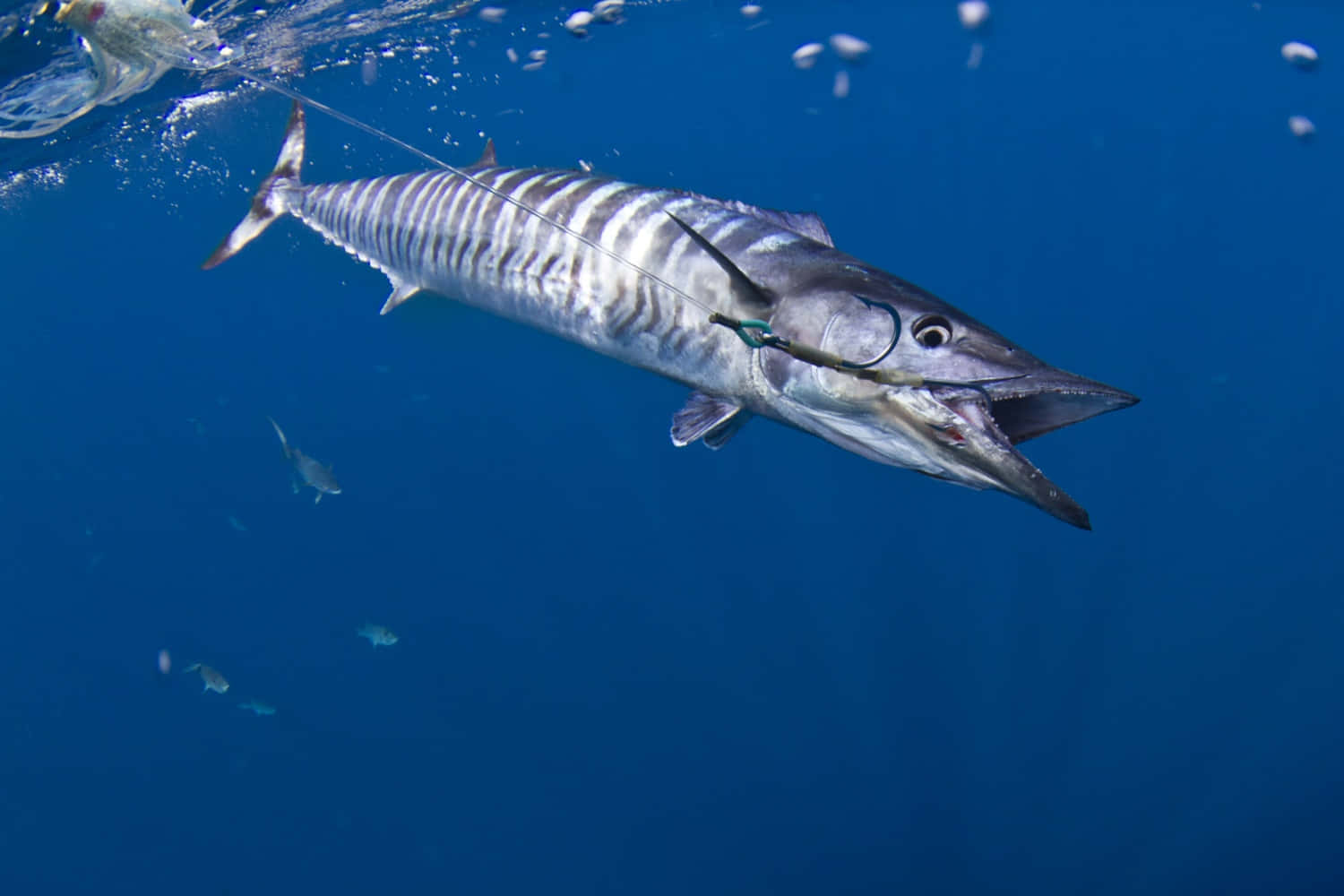 Wahoo Fish Underwater Capture Background