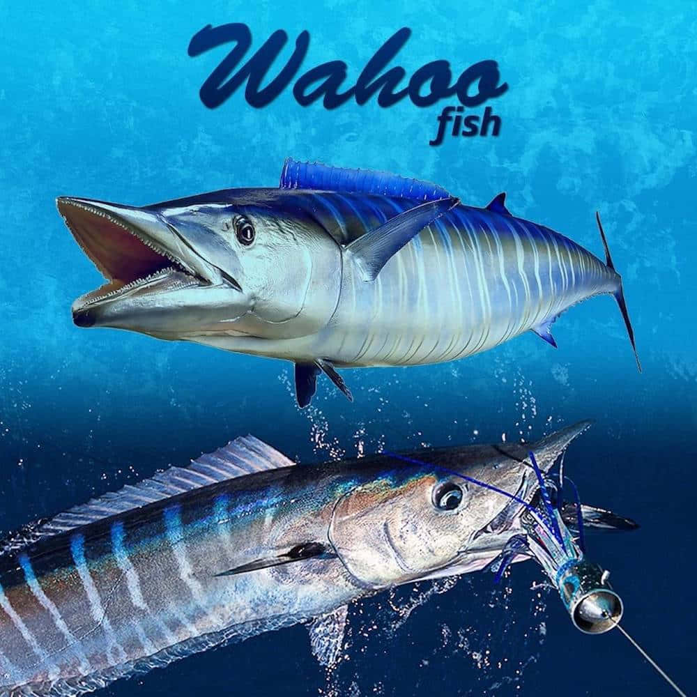 Wahoo Fish Underwater Background