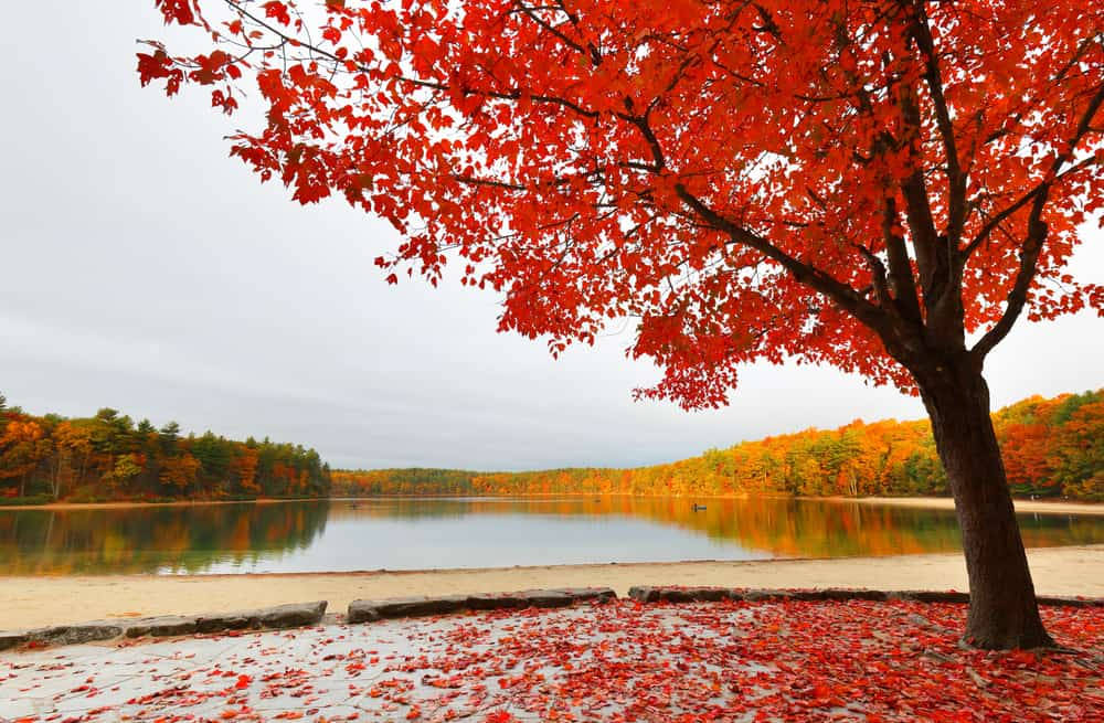 Walden Pond Concord Massachusetts Background