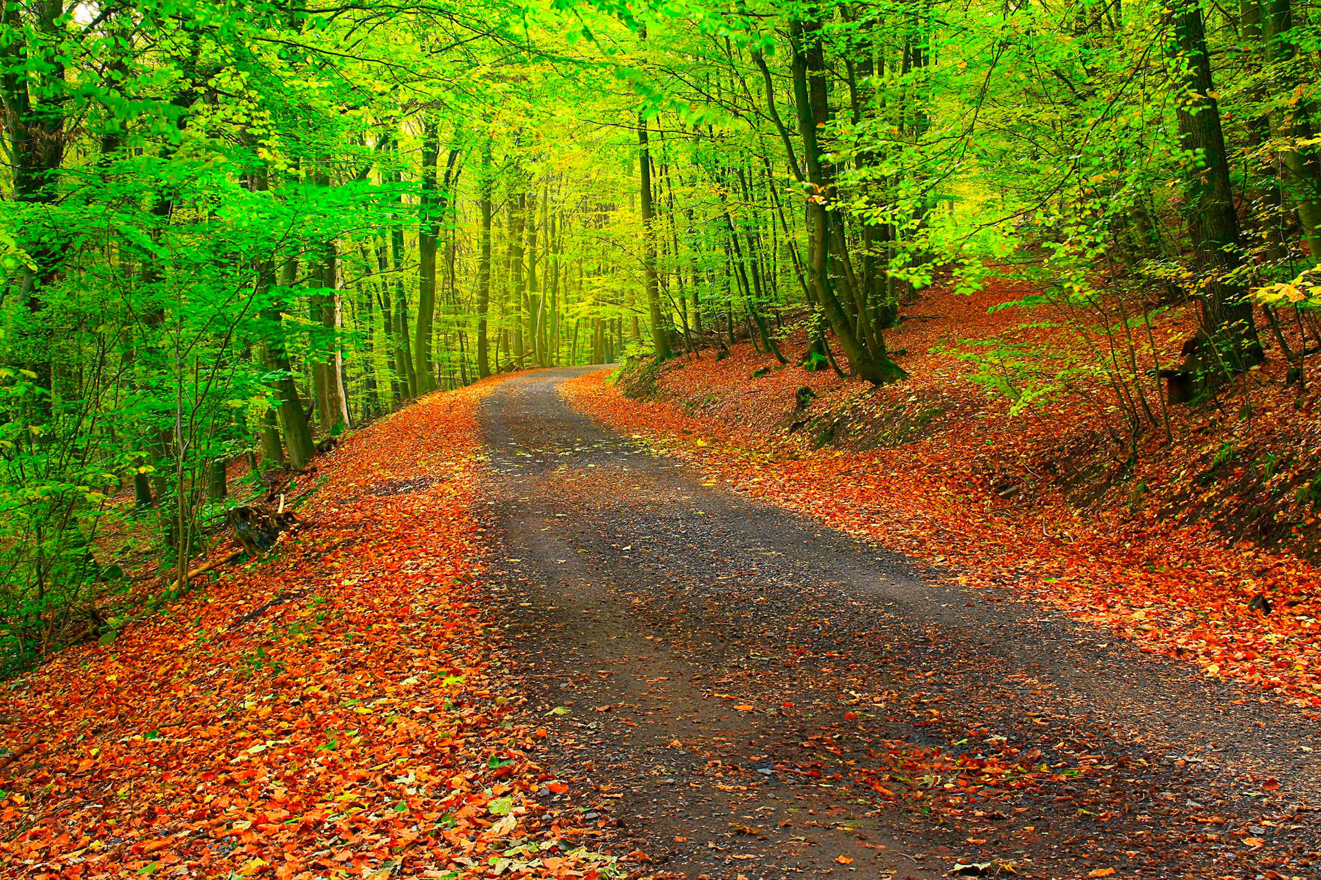 Walk Along An Autumn Path Of Bright Green Trees Background
