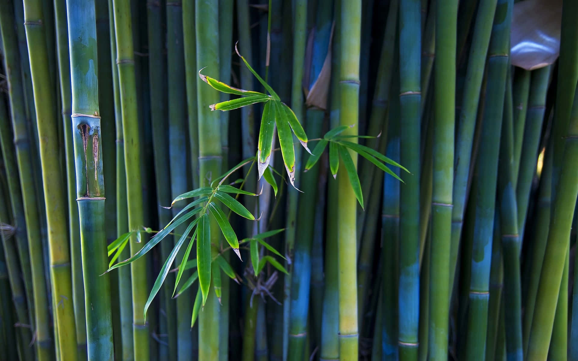 Walk Through A Mystical Bamboo Forest Background