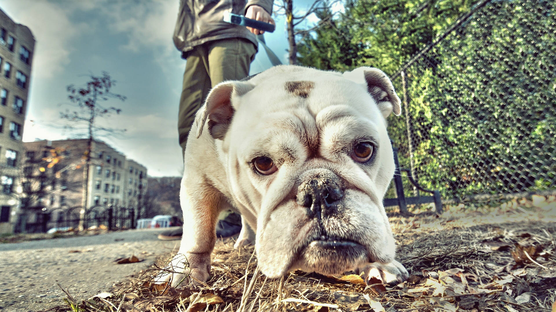 Walked English Bulldog