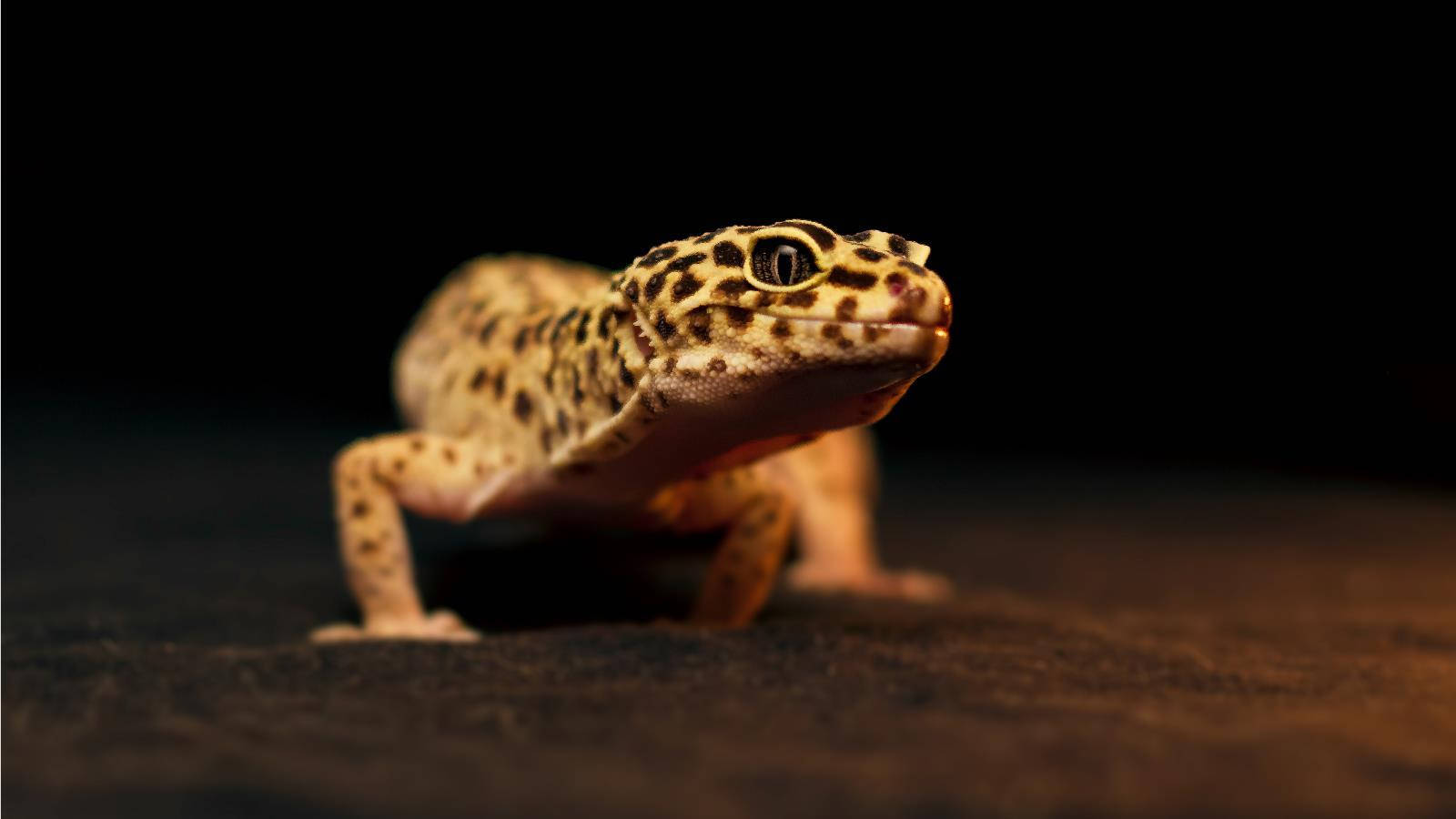 Walking Curious Leopard Gecko Background