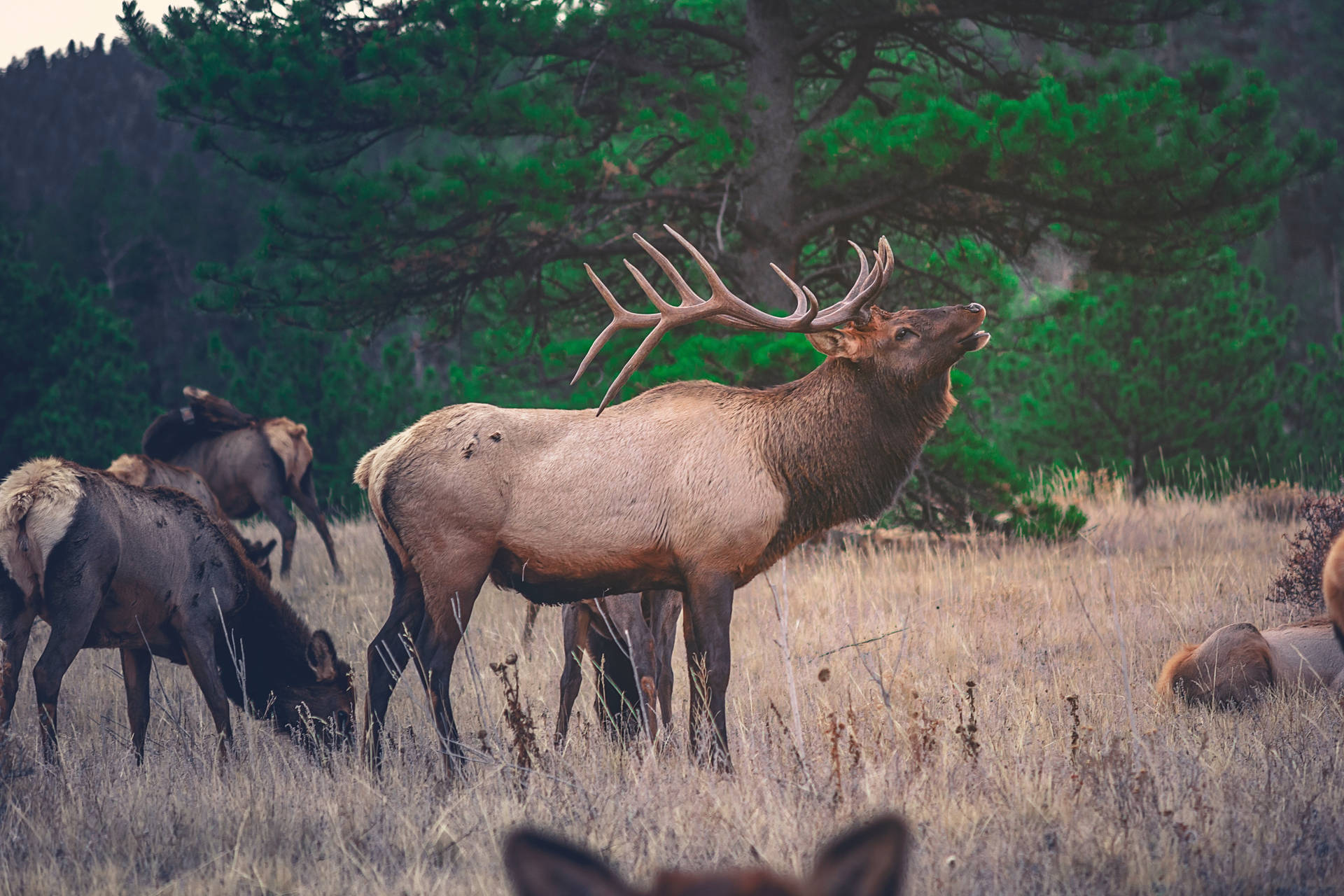 Walking Deer Herd In Field Background