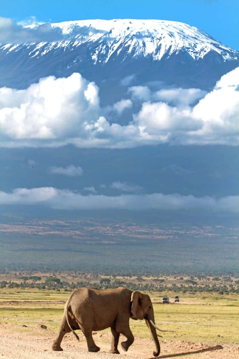 Walking Elephant In Mount Kilimanjaro Background