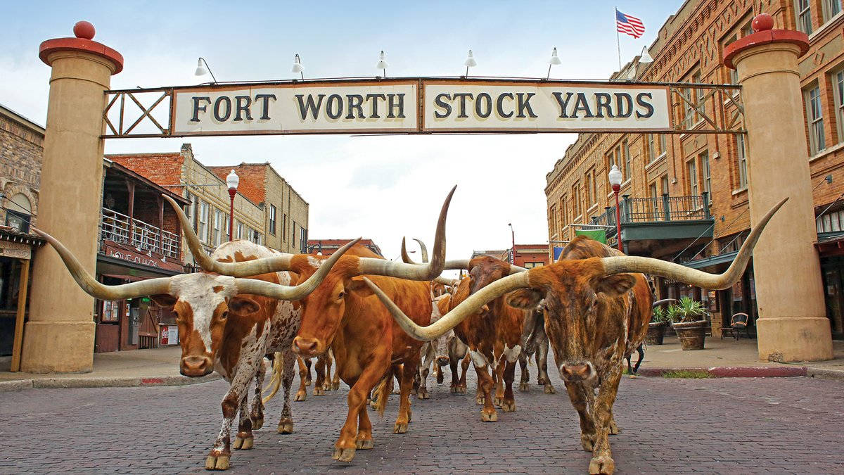 Walking Herd Cattle In Fort Worth Background