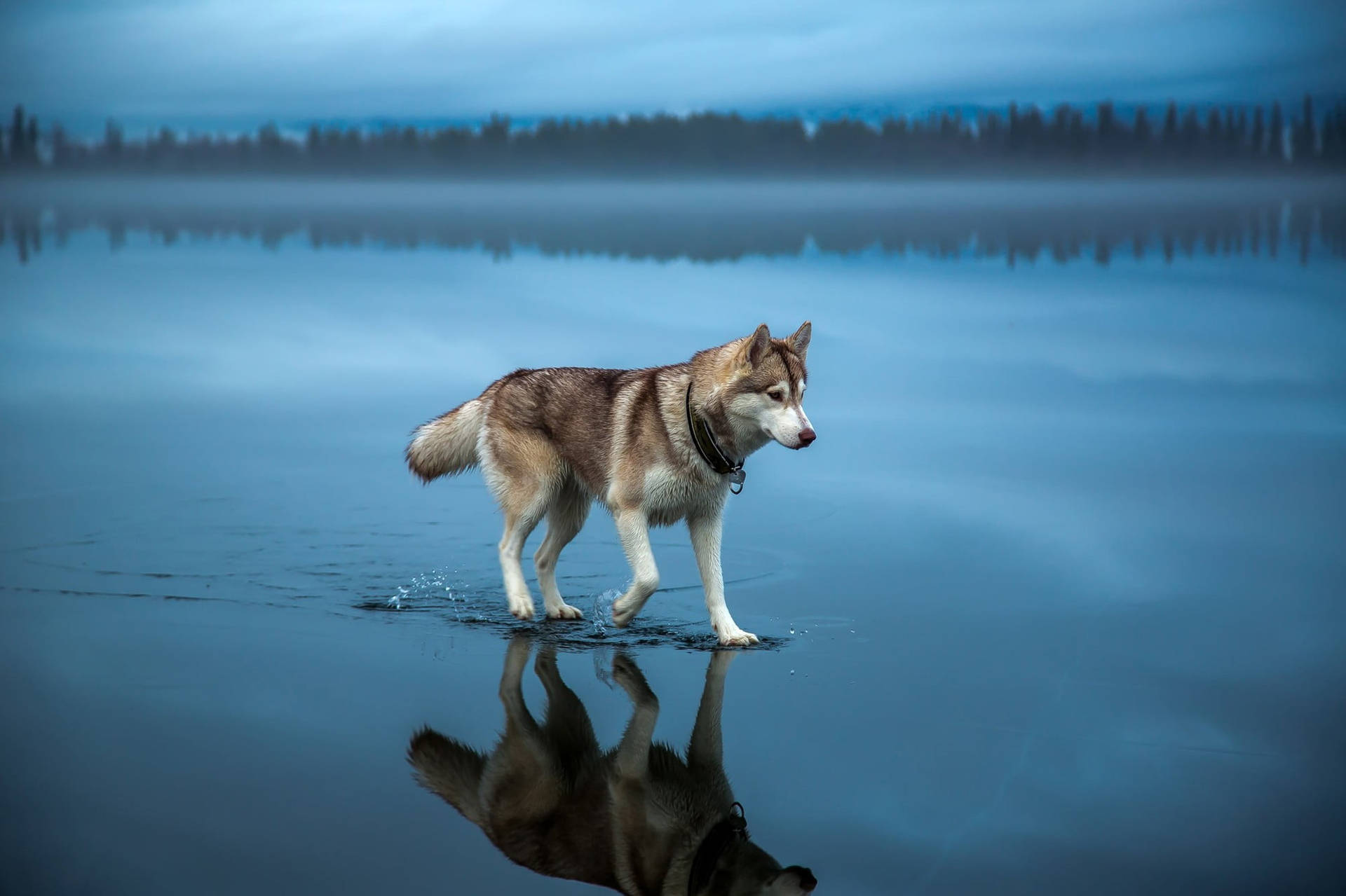 Walking Journey Of Wolf Desktop Background