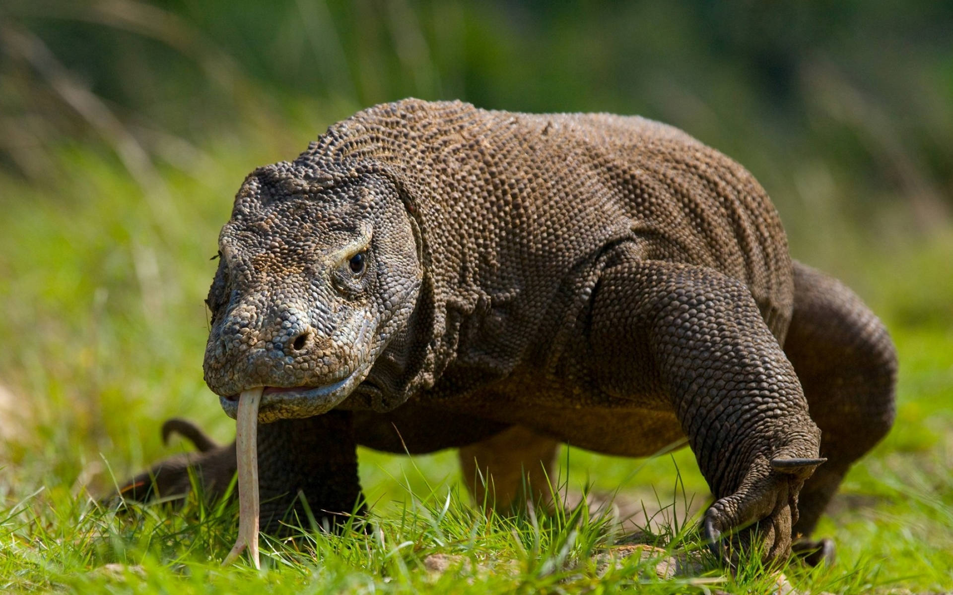 Walking Komodo Dragon Monitor Lizard Background