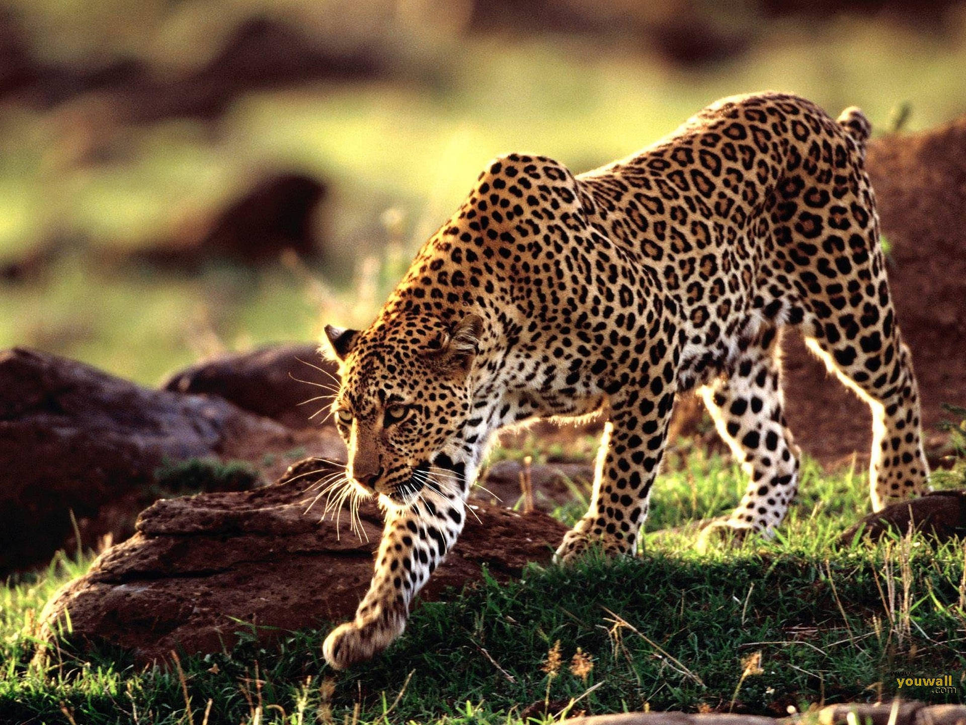 Walking Leopard Wild Animal Background