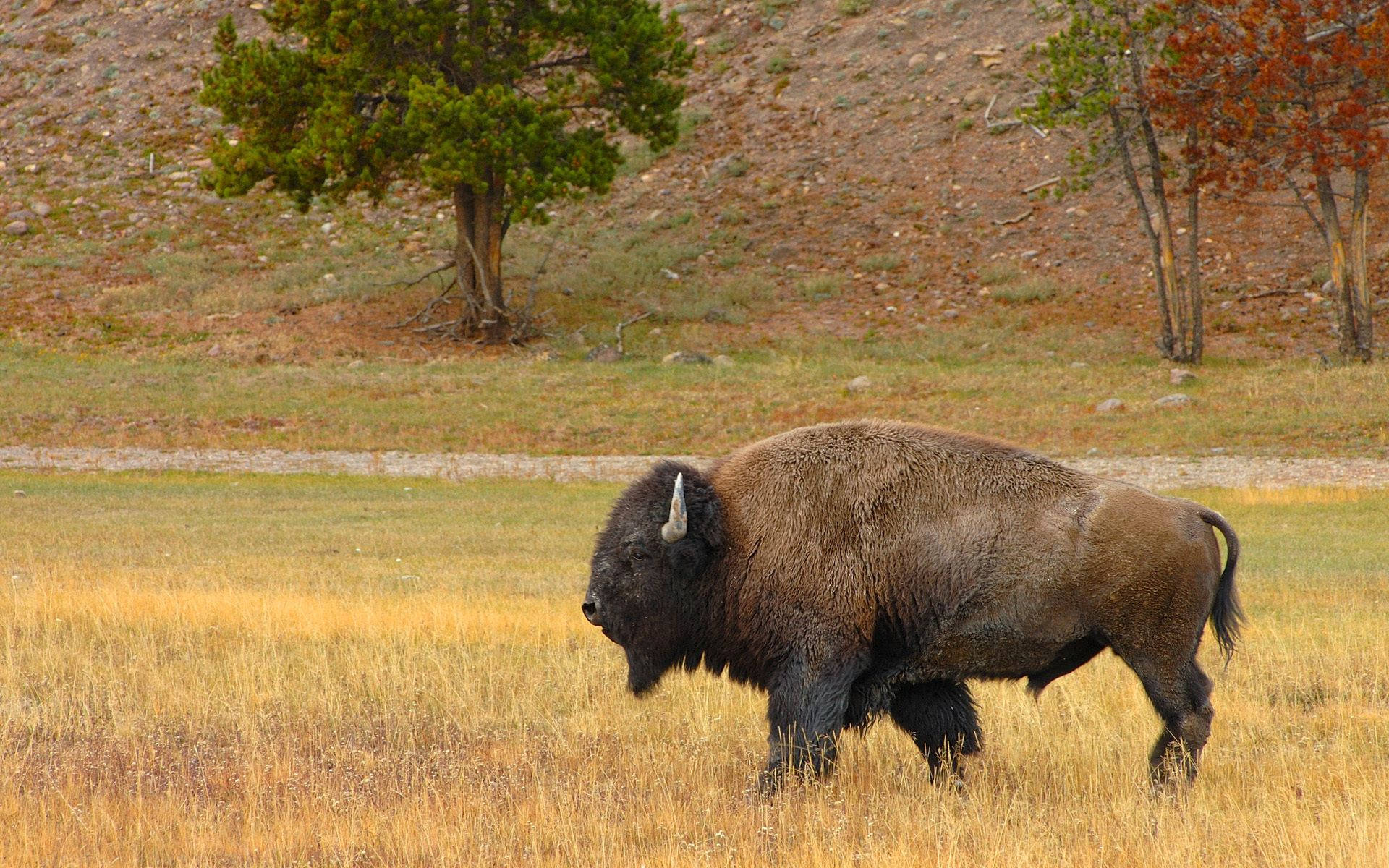 Walking Odd-looking Buffalo Background