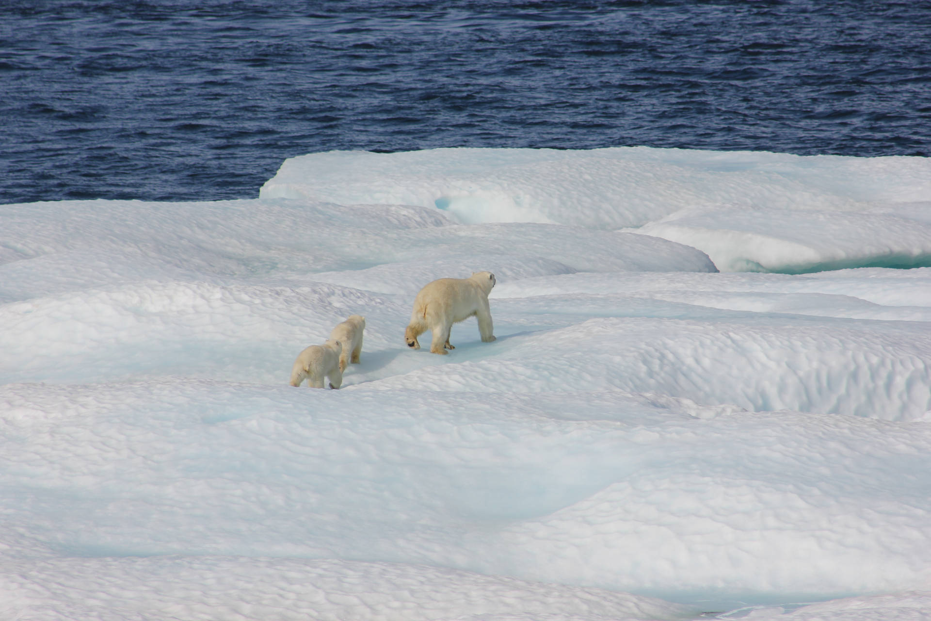 Walking Polar Bear With Cubs Background
