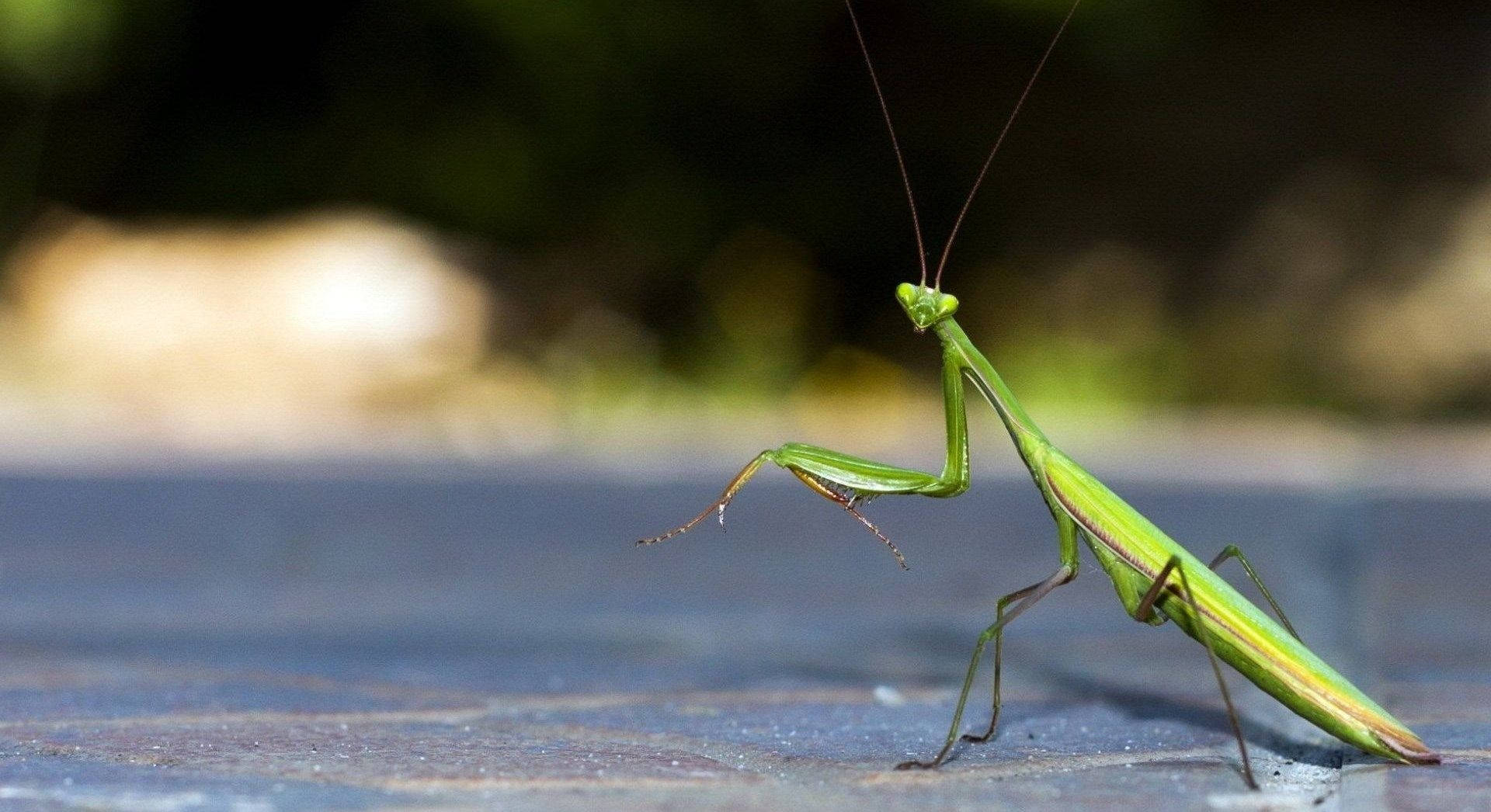 Walking Praying Mantis Background