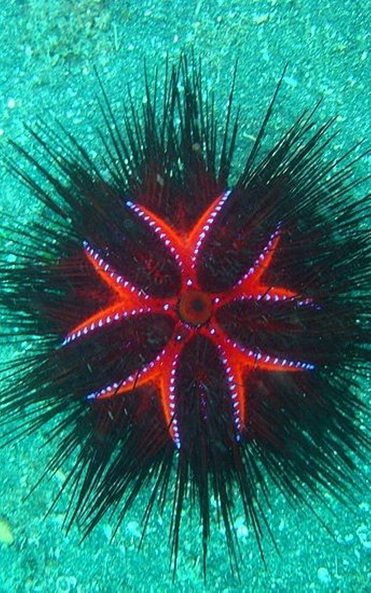 Walking Radiant Sea Urchin Under Ocean