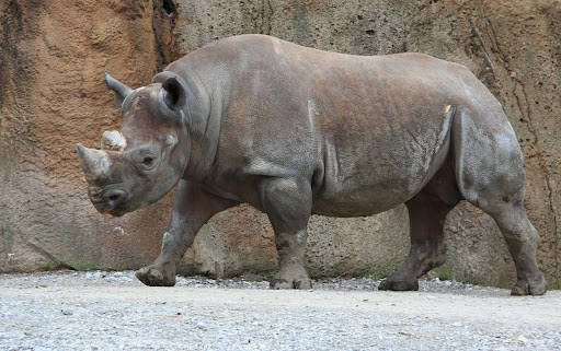 Walking Rhinoceros