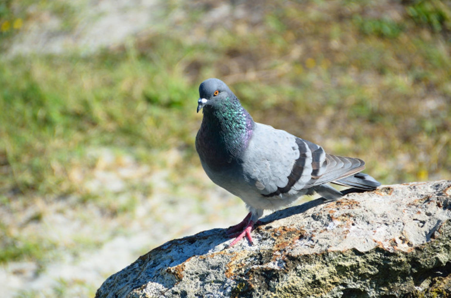 Walking Rock Dove On A Rock Background