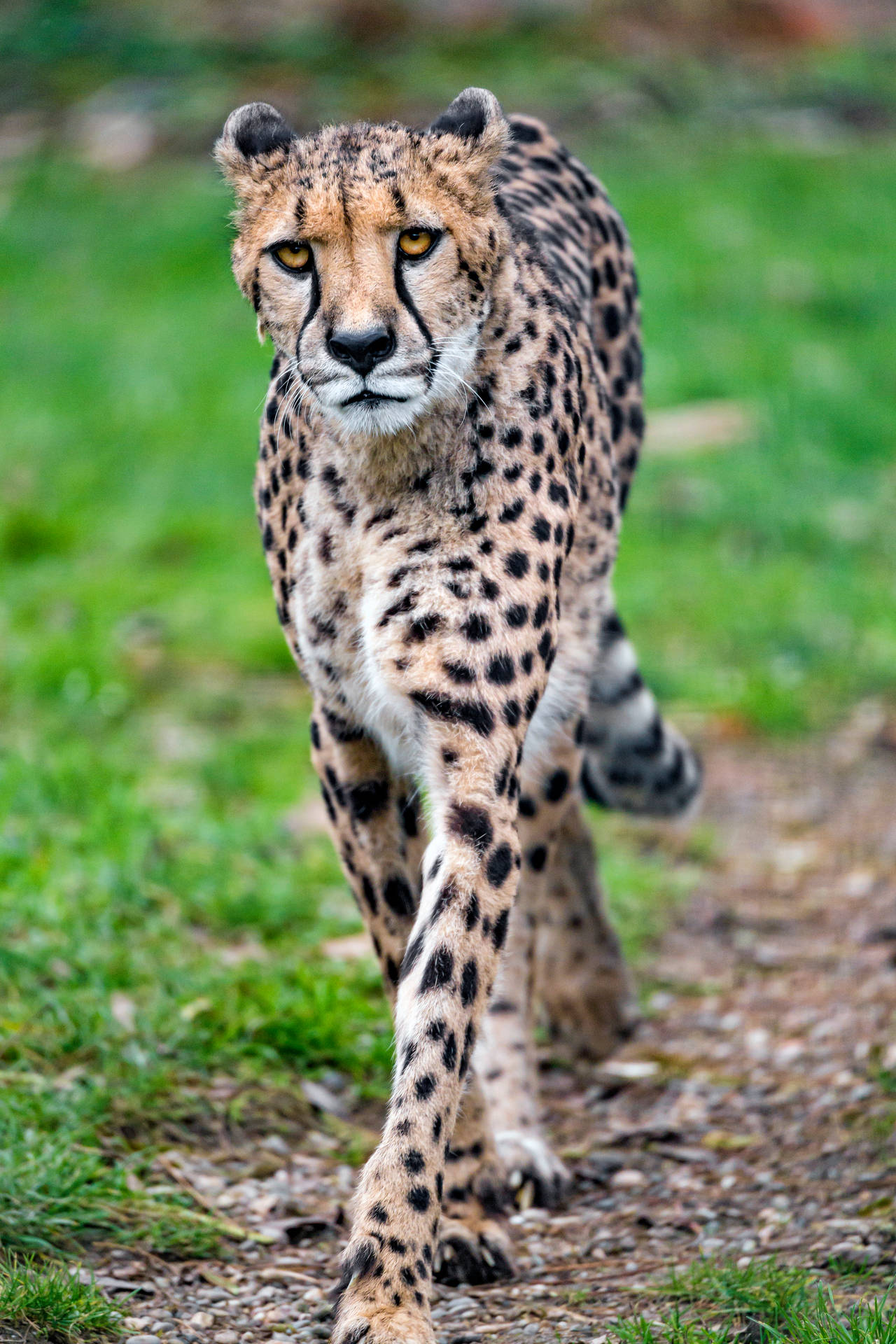 Walking Skinny Cheetah Background