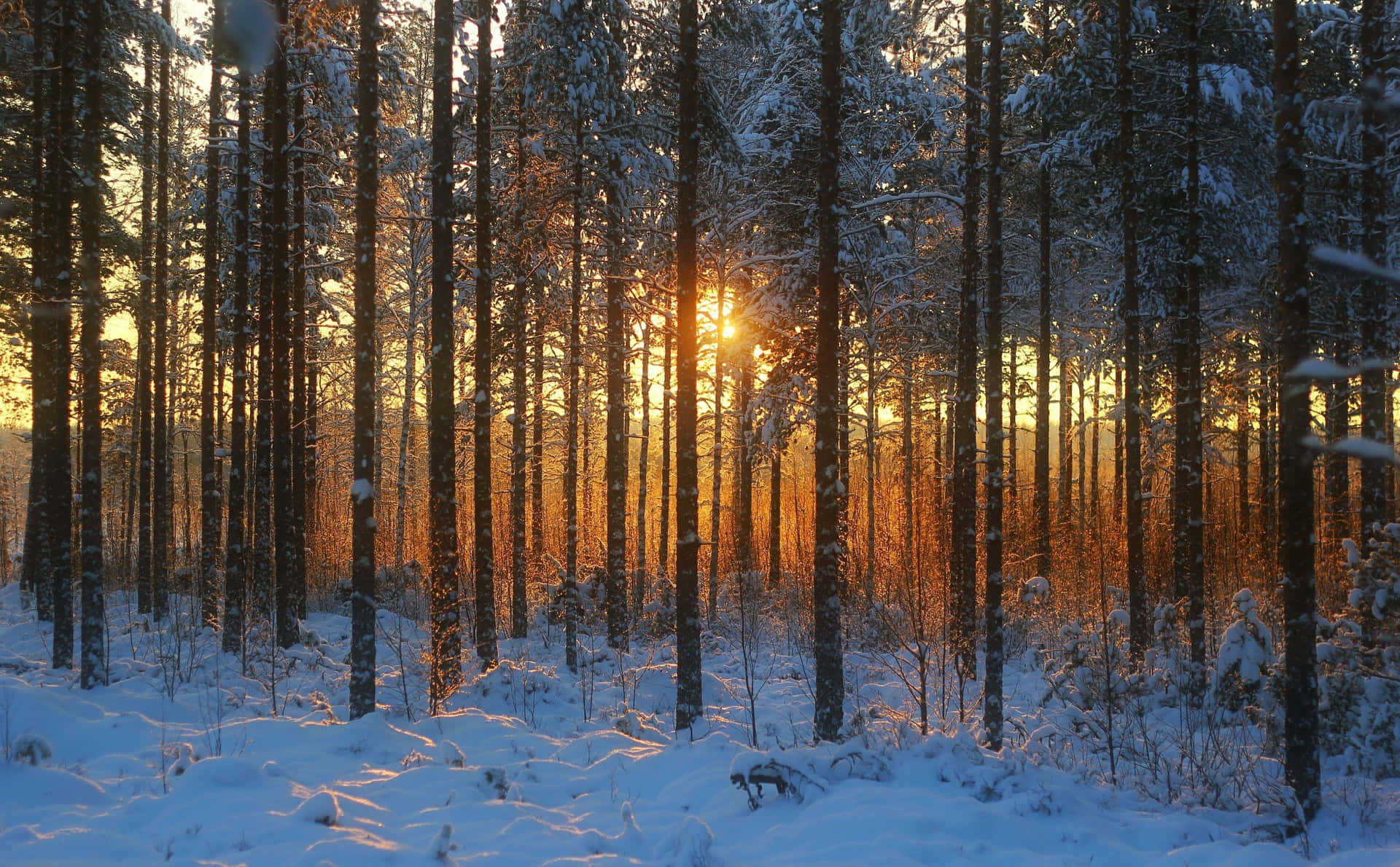 Walking Through The Winter Forest