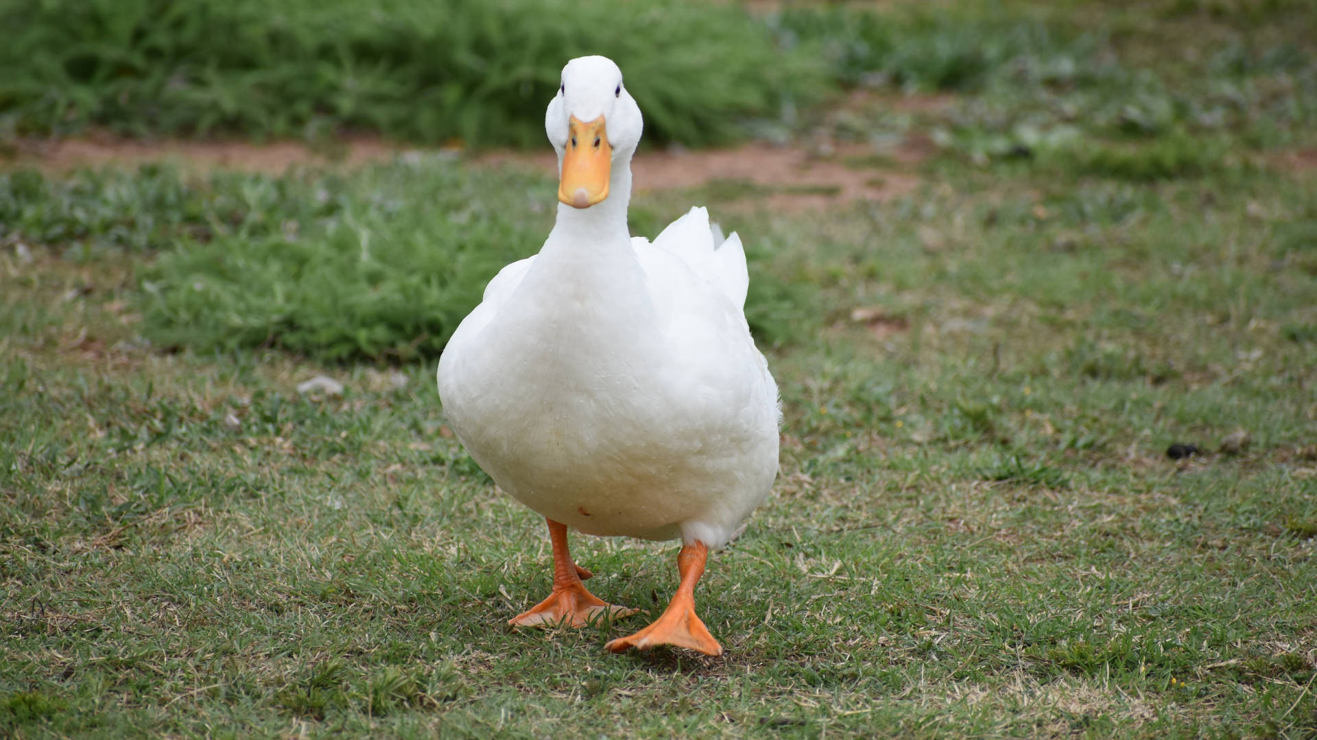 Walking White Duck Background