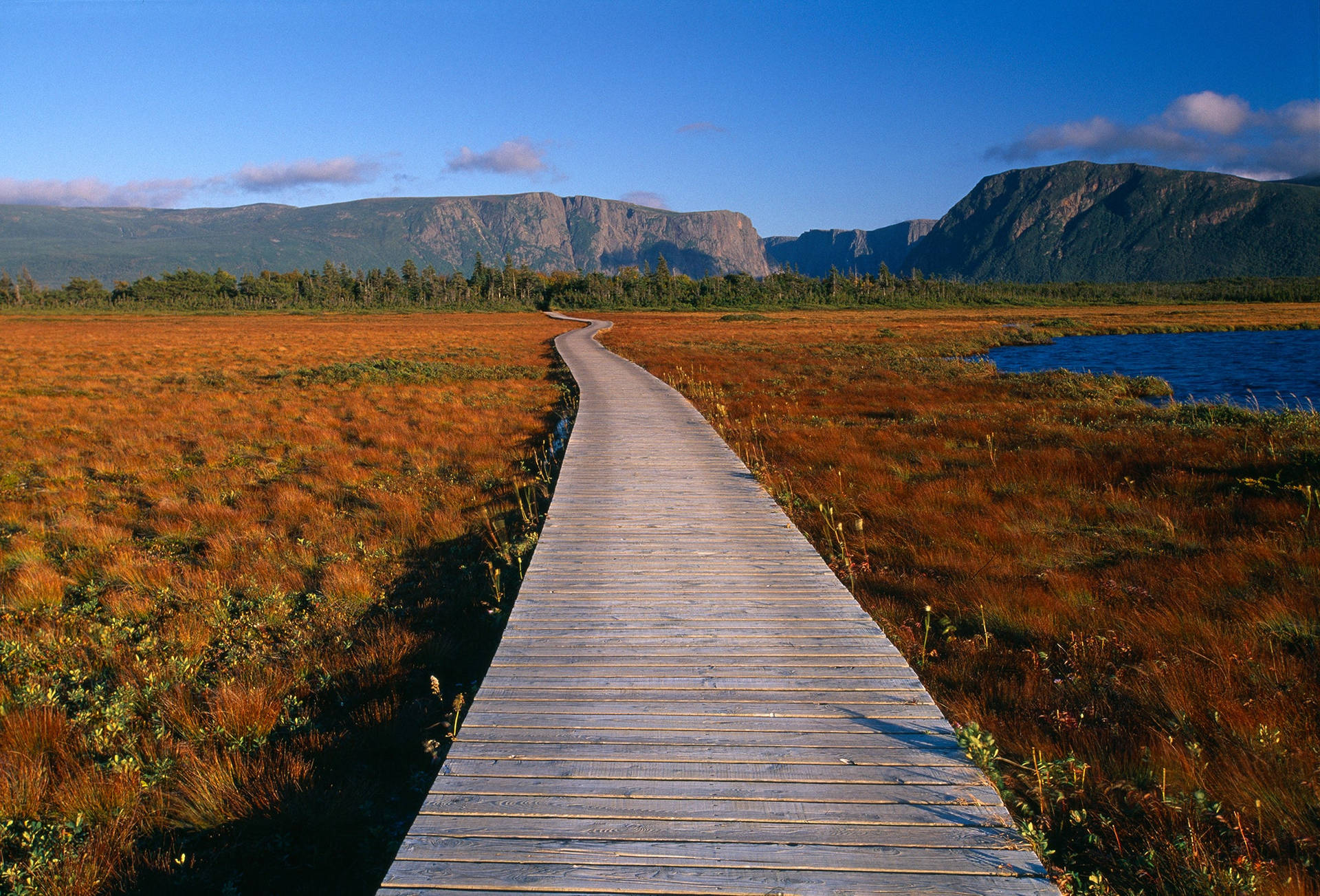 Walkway In Newfoundland's Bushes