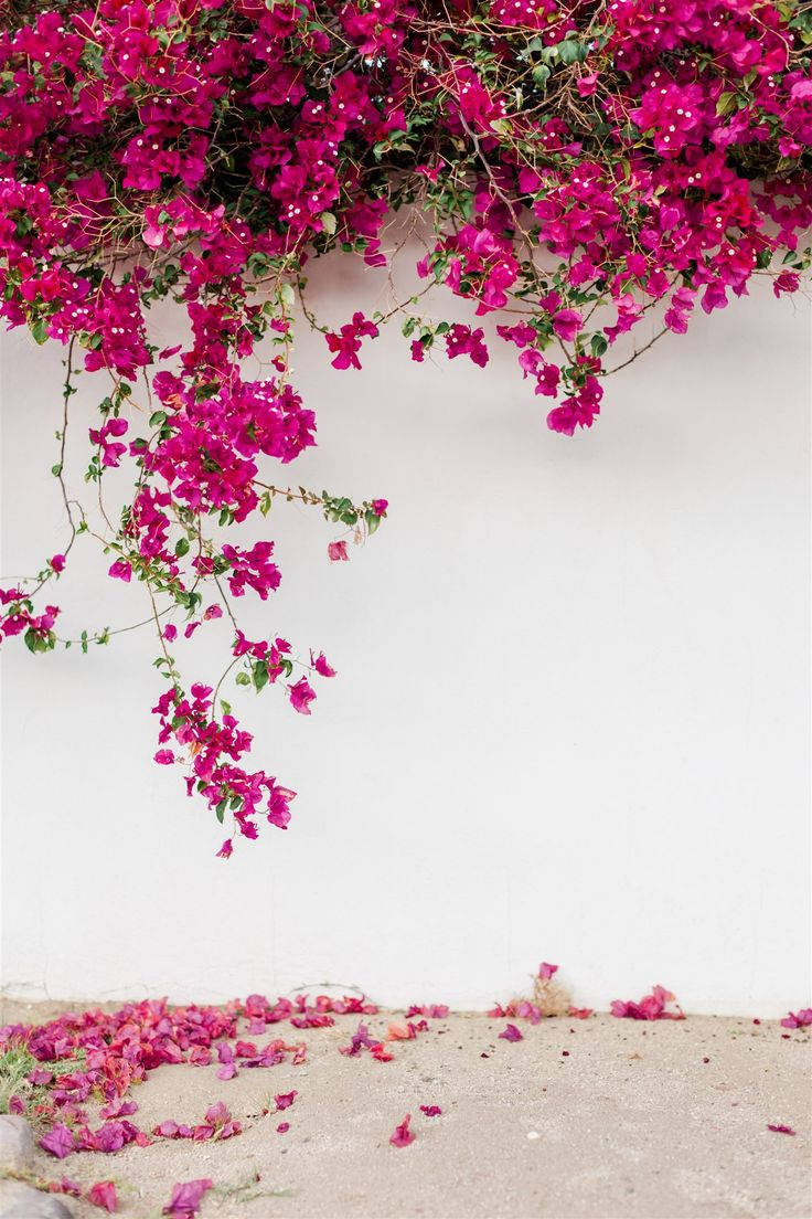 Wall Bougainvillea Flowers Background