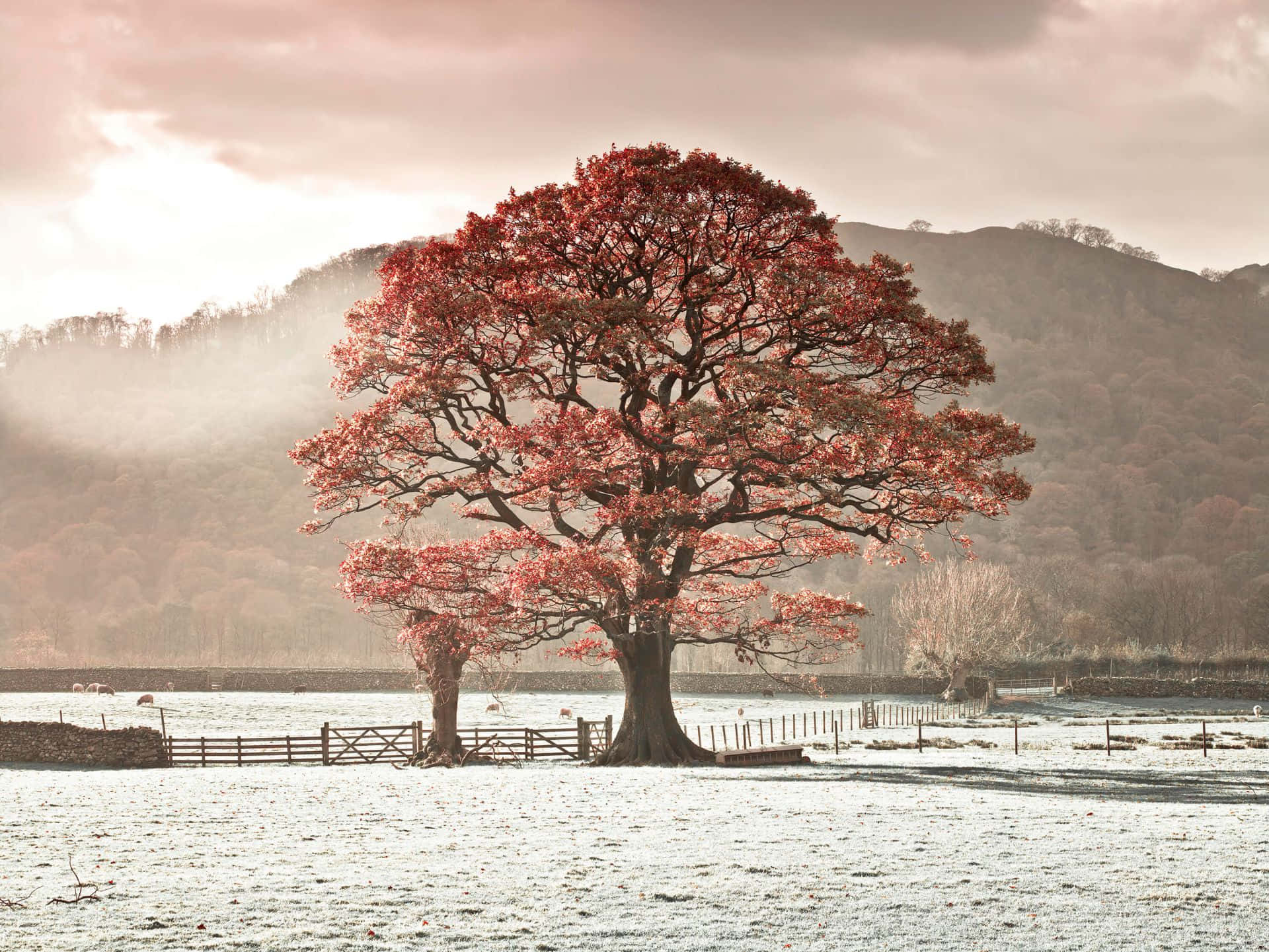 Wall Mural Oak Tree Background