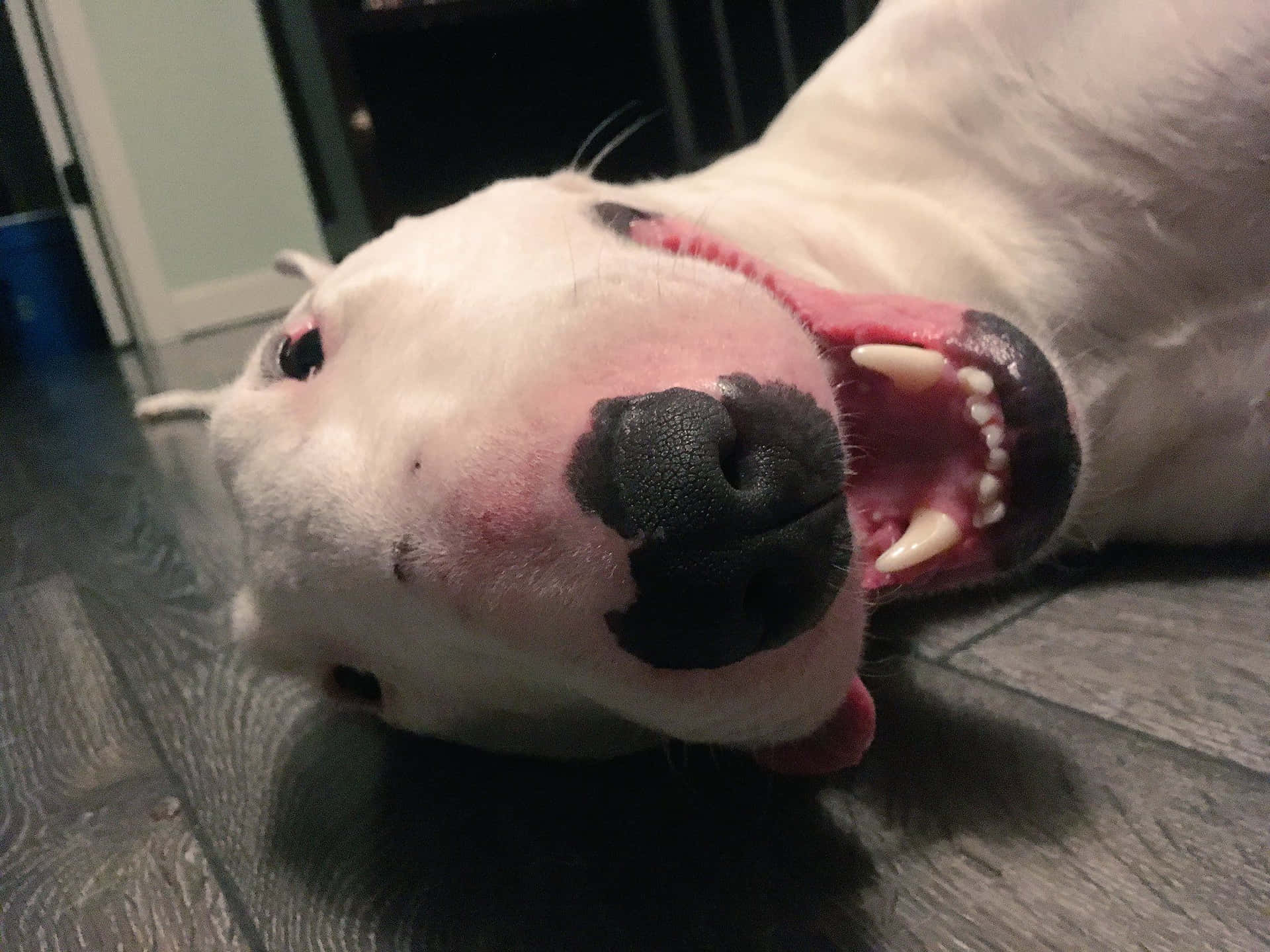 Walter The Celebrity Dog Closeup Shot Background