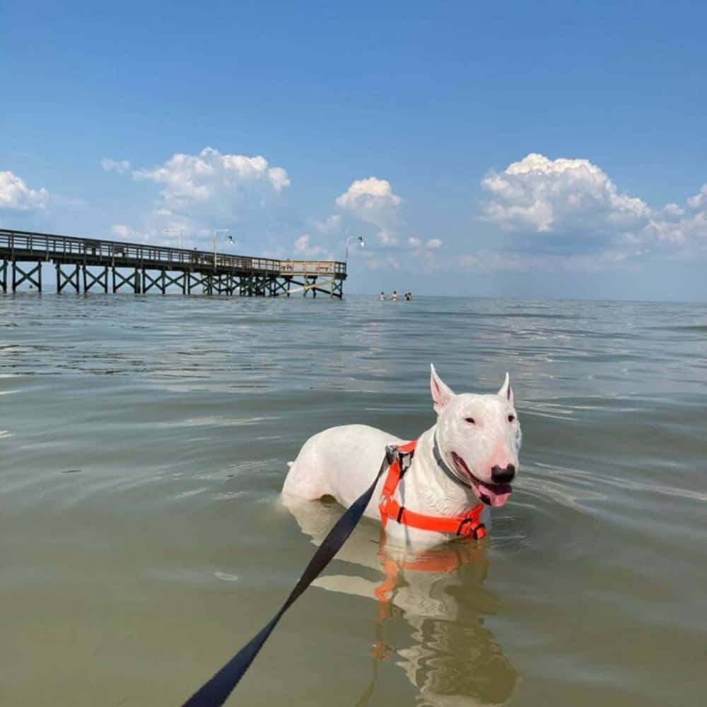 Walter The Celebrity Dog Ocean View Background