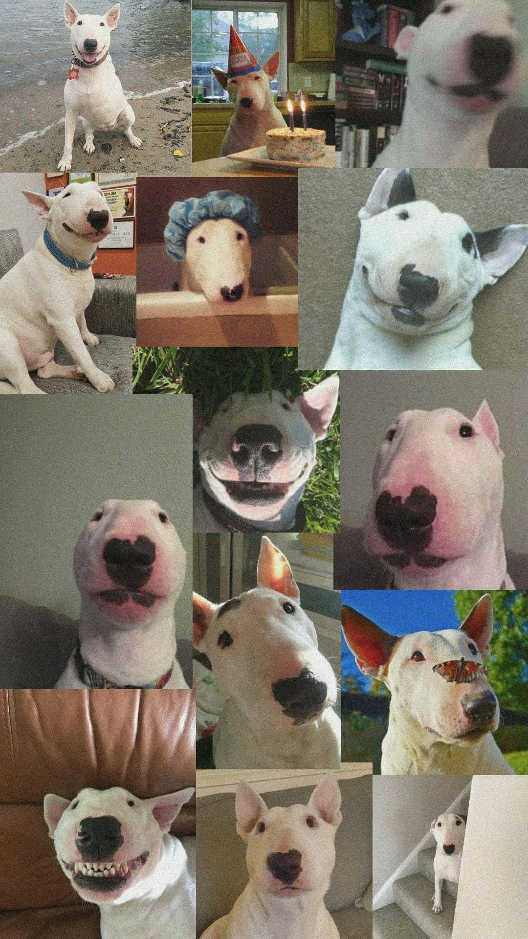 Walter The Dog Cute Bull Terrier Background