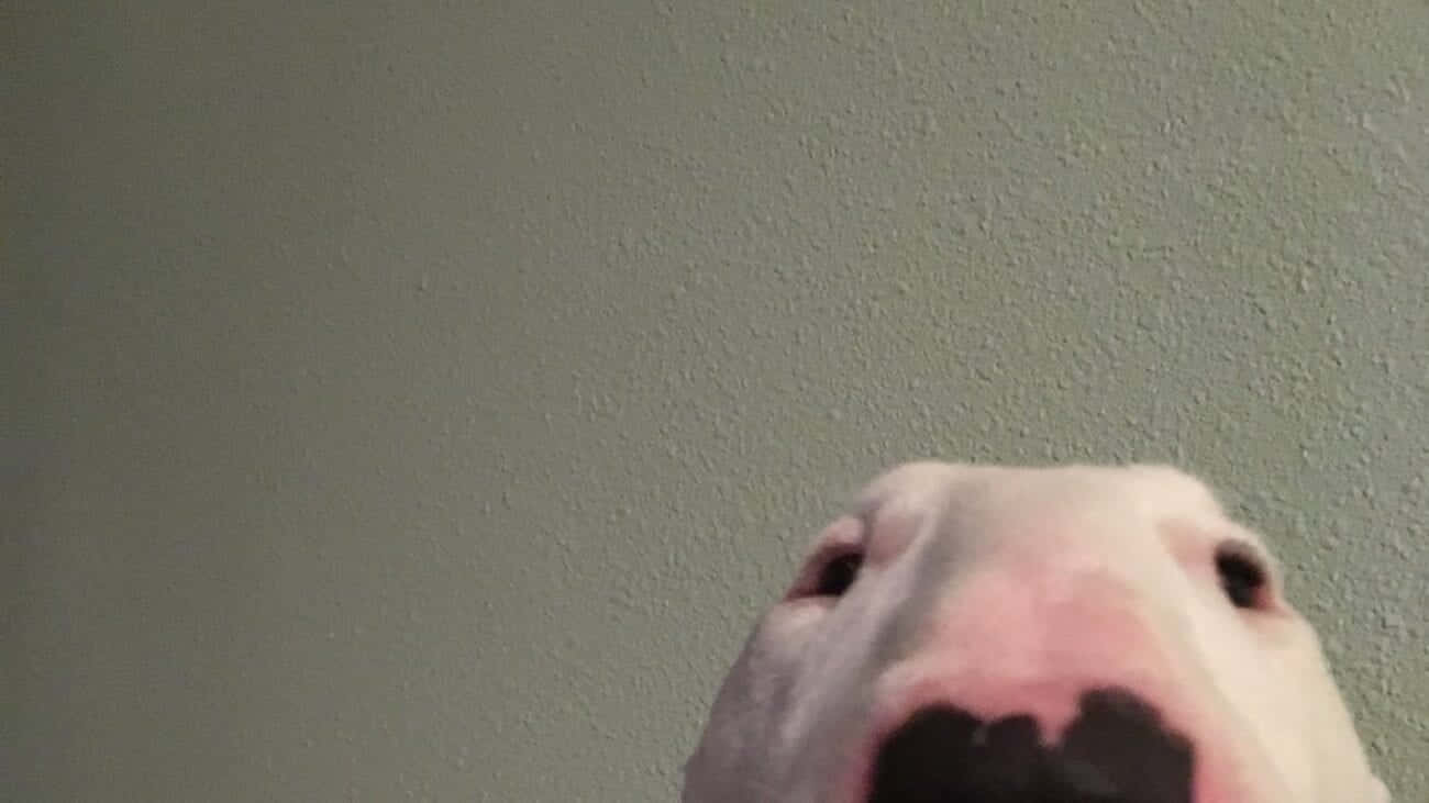Walter The Dog Is The Best! Background