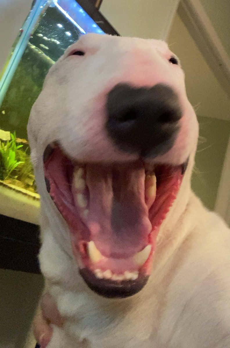Walter The Dog, Living His Best Life Background